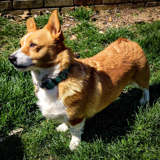 This corgi is named Little Ellie was a breeder dog.  Now she loves running in her yard and she sure loves cookies and toys.