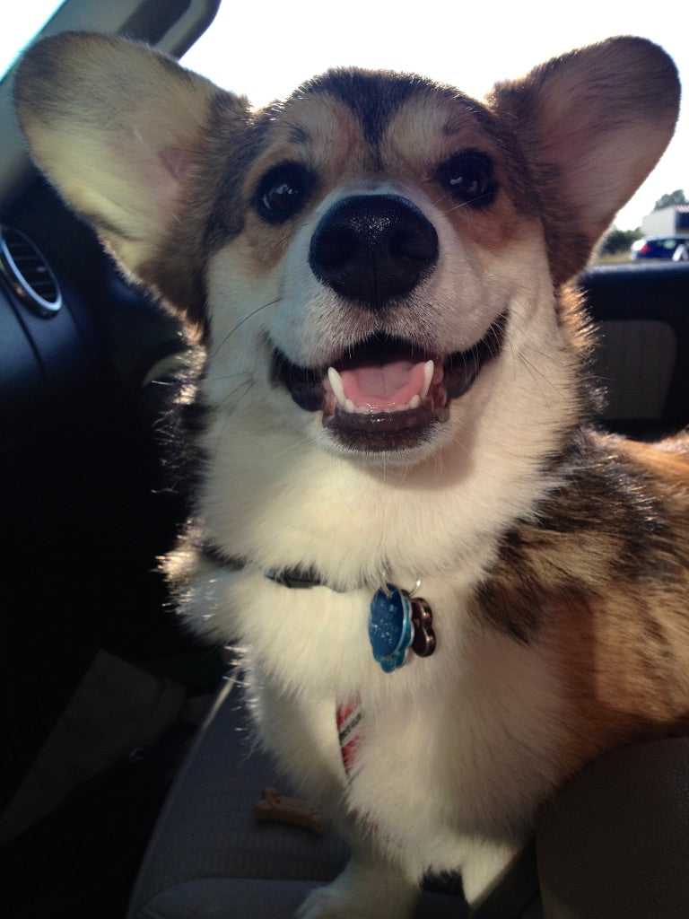 Why I love Corgis